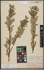 Foto von Salix viminalis L.